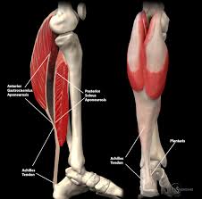 achilles-tendon-192.jpeg