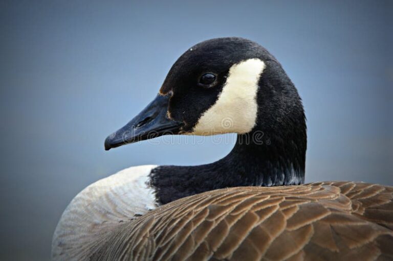 canada-goose-stock-171.jpeg