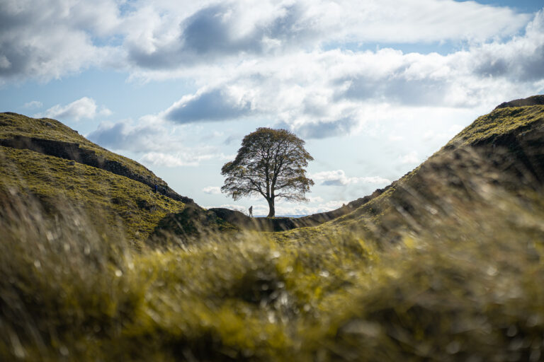 sycamore-gap-tree-35.jpeg