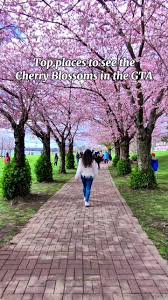 toronto-cherry-blossoms-105.jpeg