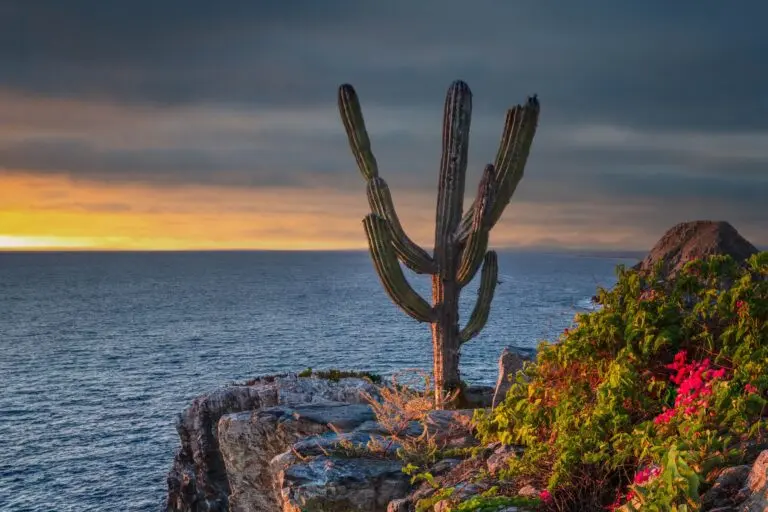 Discovering the Beauty and Culture of Baja California image 1