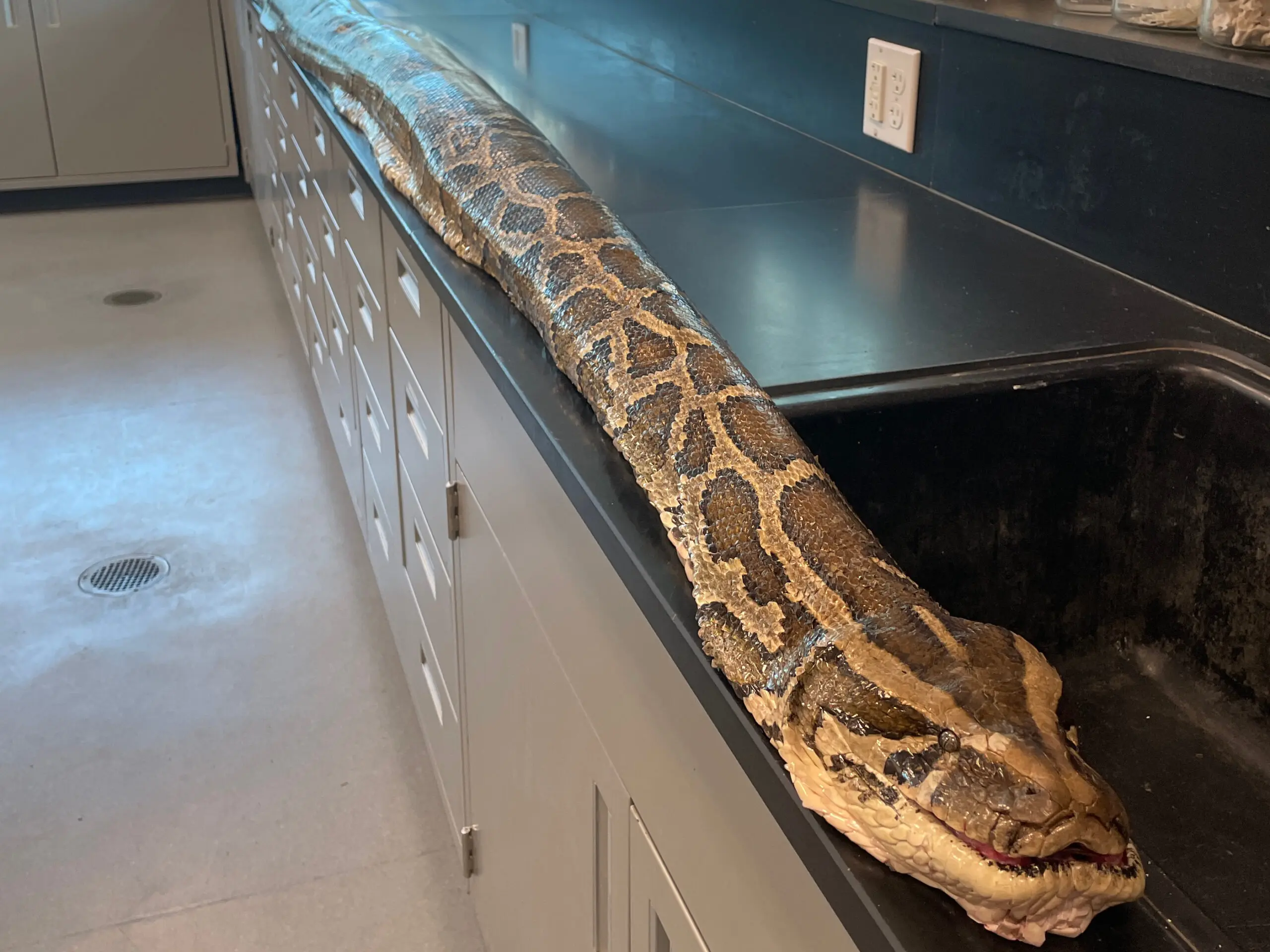 Understanding the Burmese Python and Its Ecological Impact image 1