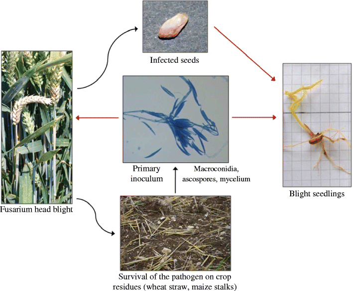 fusarium-graminearum-126.png