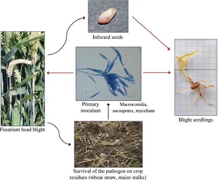 fusarium-graminearum-126.png