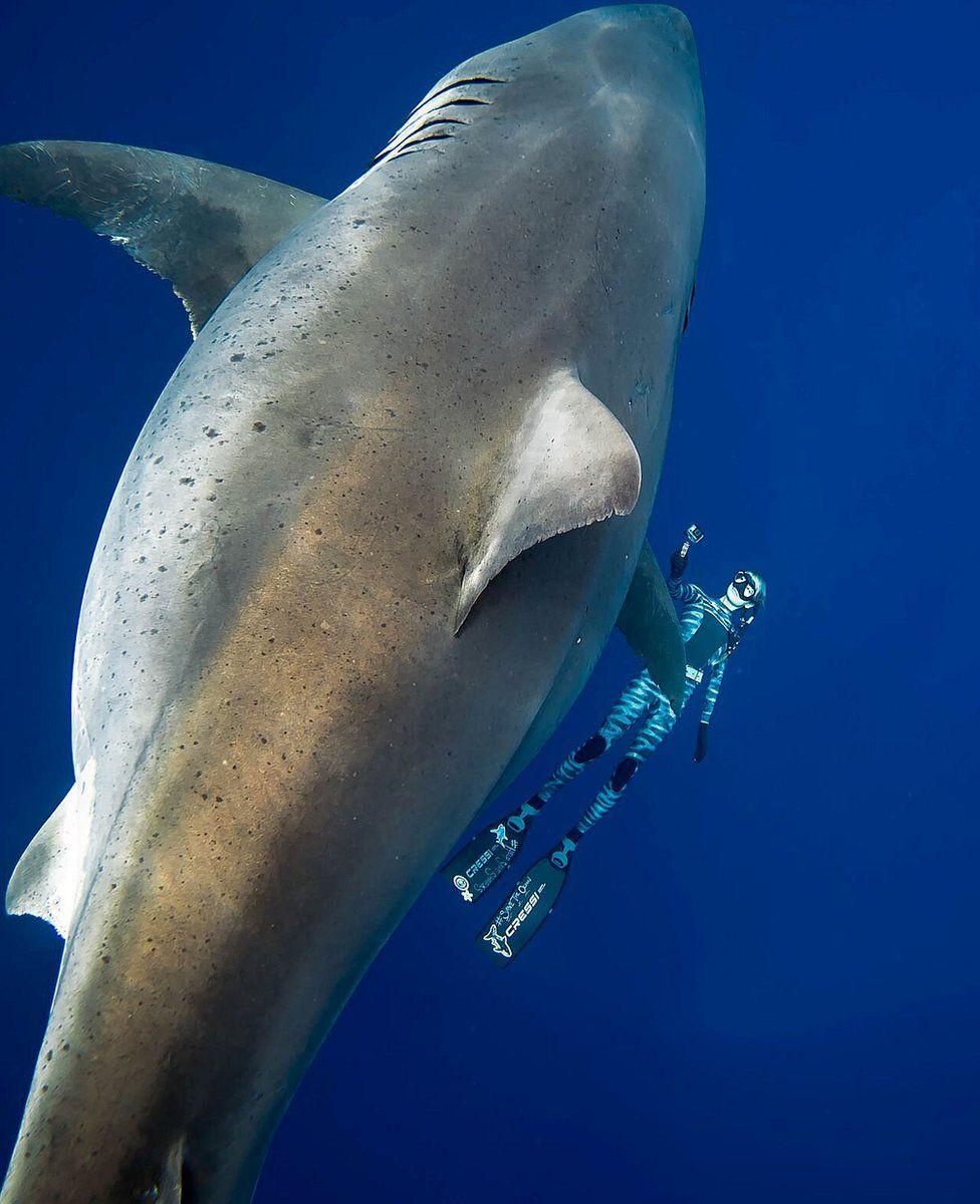 great-white-sharks-25.jpeg