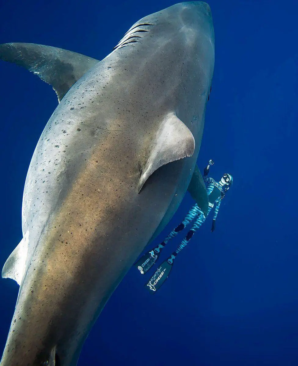 L’importance des grands requins blancs dans nos océans