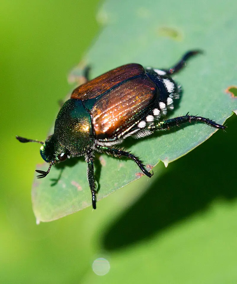 Understanding the Japanese Beetle: Threats and Solutions