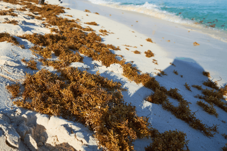 sargassum-seaweed-186.png