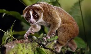 slow-primate-with-big-eyes-15.jpeg