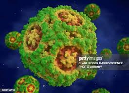 canine-parvovirus-64.jpeg