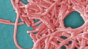 legionnaires-disease-ontario-62.jpeg