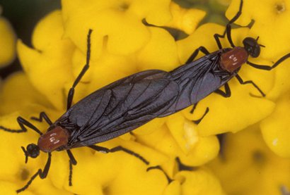 lovebugs-277.jpeg