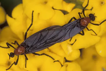 All About Lovebugs: Behavior and Environmental Impact