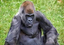 ozzie-61.jpeg