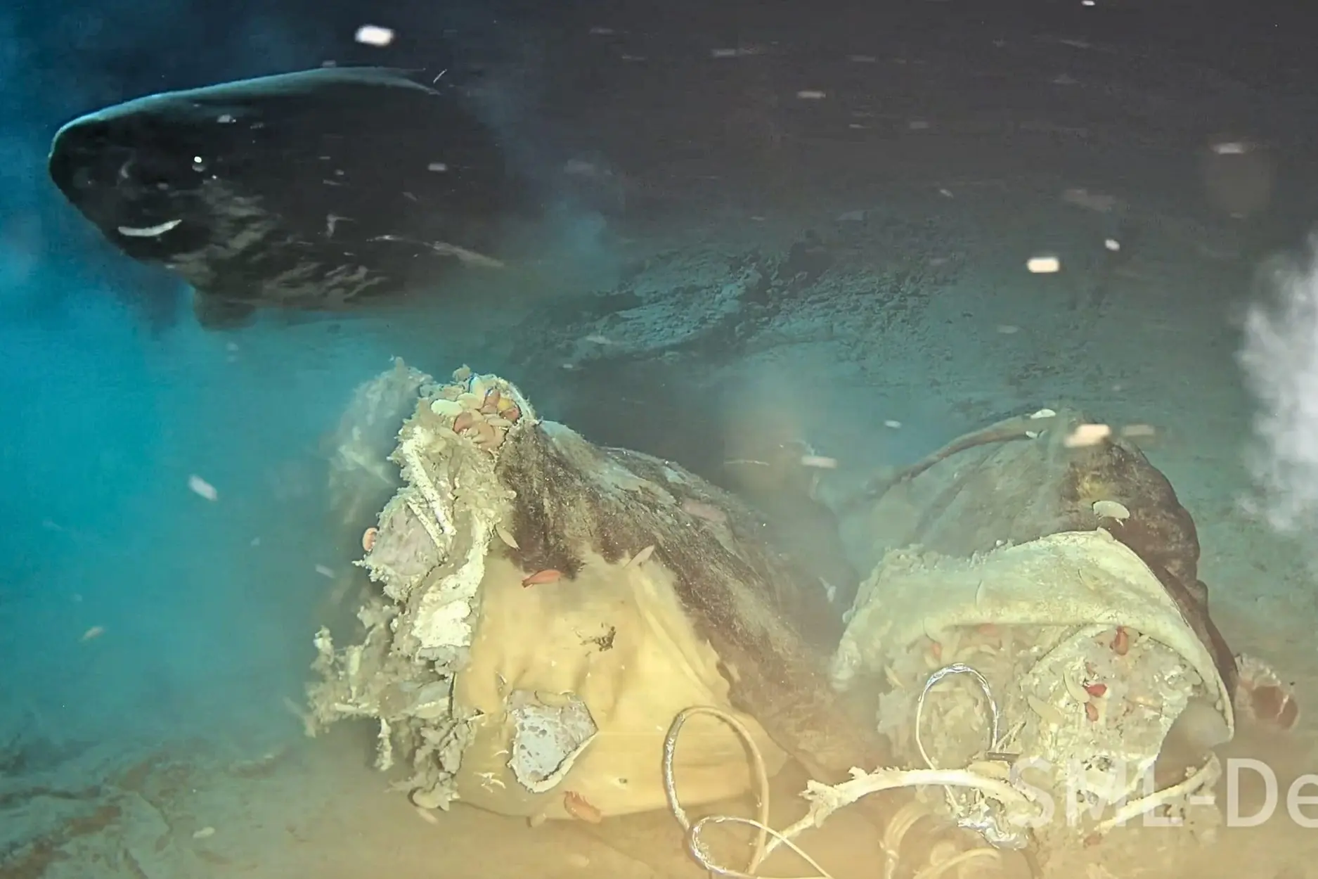 The Role of Pacific Sleeper Sharks in the South China Sea image 1