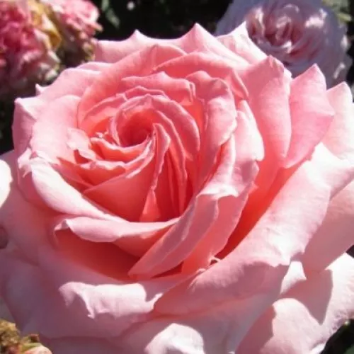 rose-377.webp