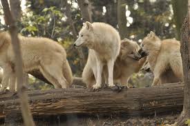 wolf-stock-50.jpeg