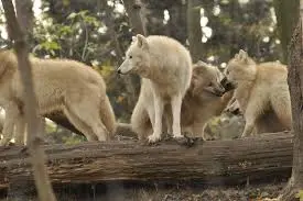 wolf-stock-50.jpeg