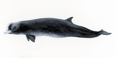 baleine-bec-commune-47.gif