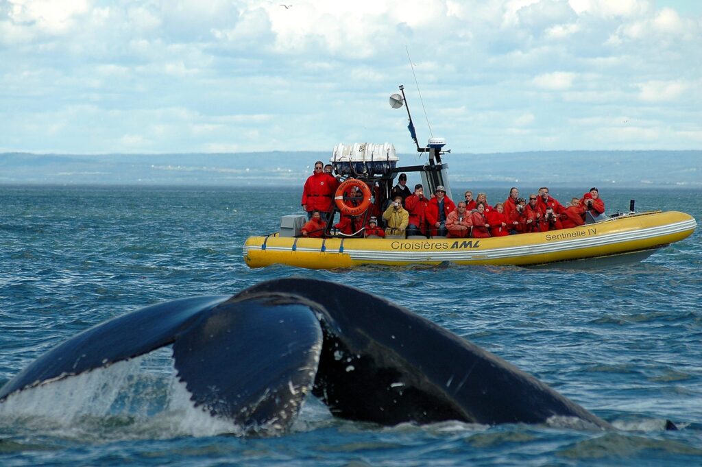 baleine-tadoussac-45.jpeg
