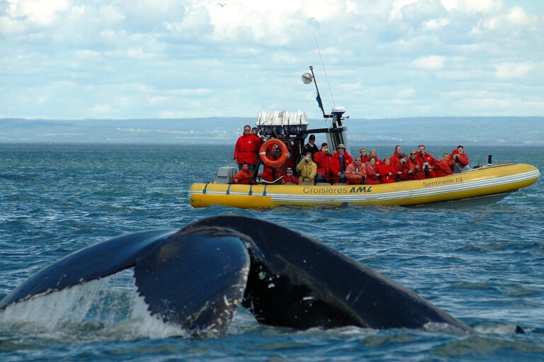 baleine-tadoussac-45.jpeg