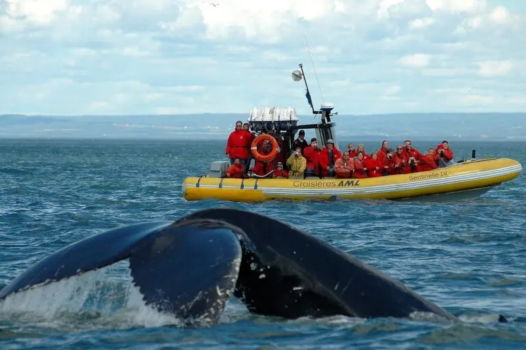 baleine-tadoussac-45.jpeg