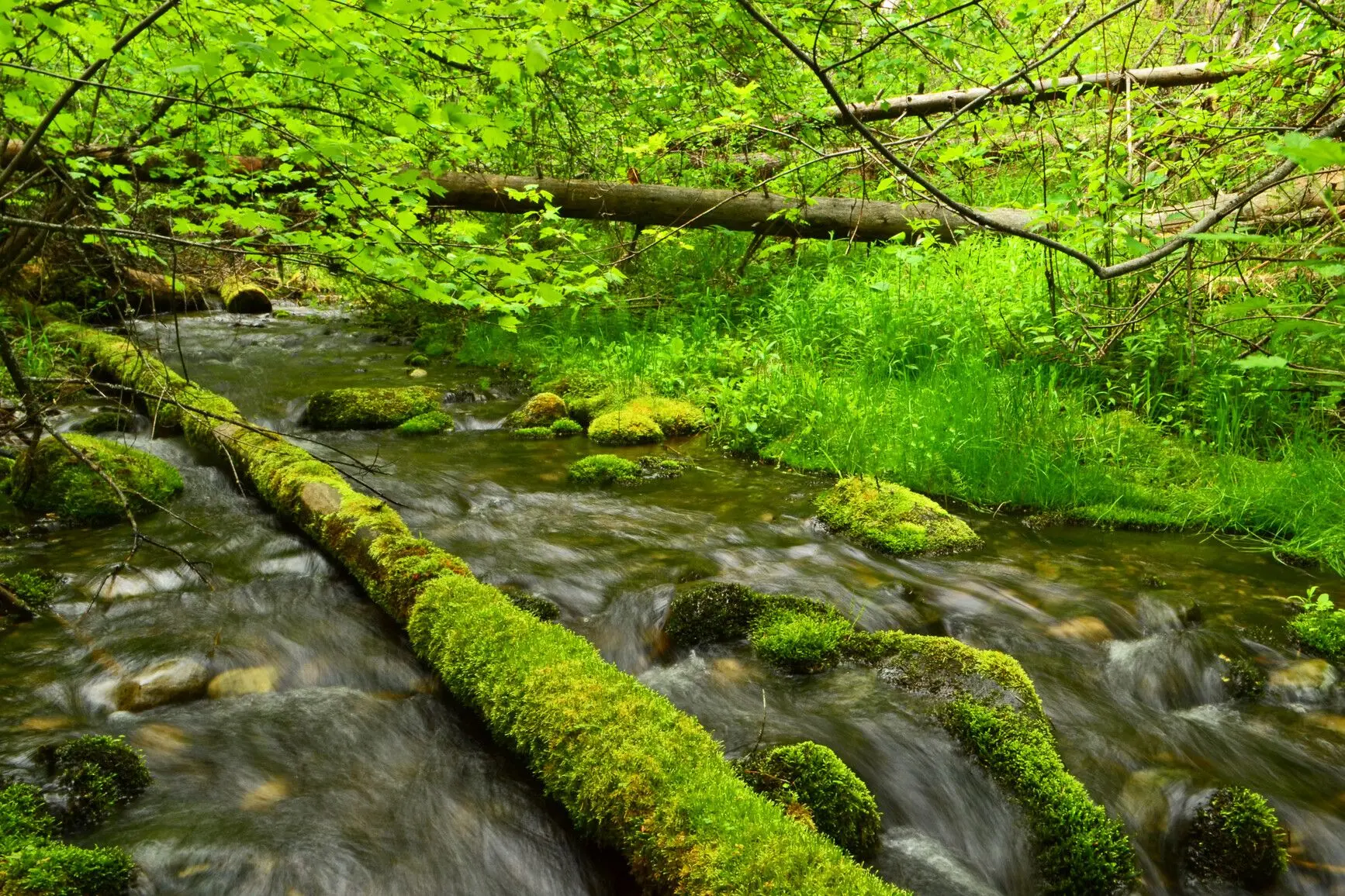The Importance of BC Parks: Nature and Recreation in British Columbia