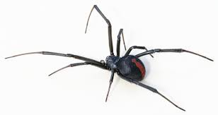 black-widow-spider-164.jpeg
