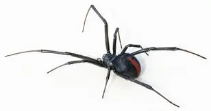 black-widow-spider-164.jpeg
