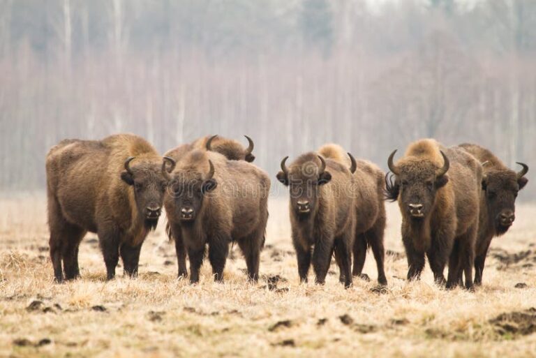 buffalo-bisons-129.jpeg