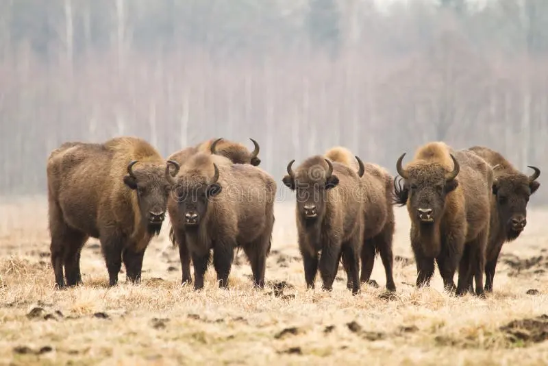 Buffalo Bisons: Highlights and Future Outlook for 2023
