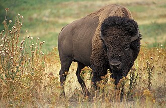 buffalo-bisons-80.jpeg