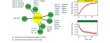 cdc-28.png