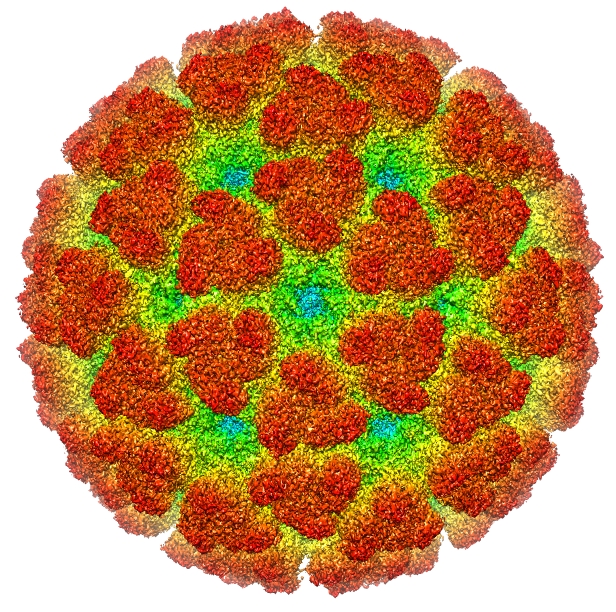 chikungunya-virus-9.jpeg