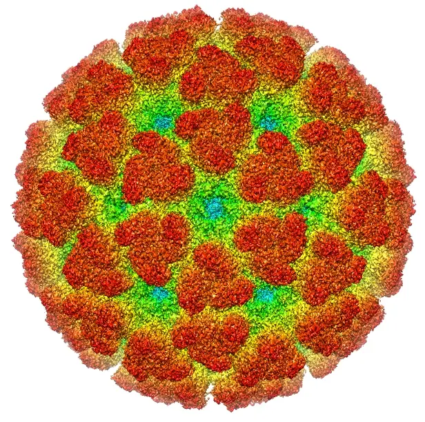 chikungunya-virus-9.jpeg
