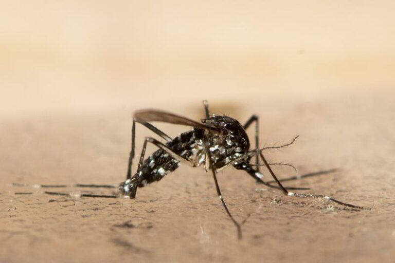chikungunya-virus-china-1.jpeg