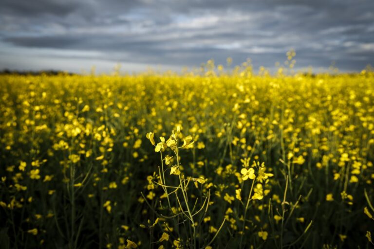 china-canada-canola-trade-tariffs-61.jpeg