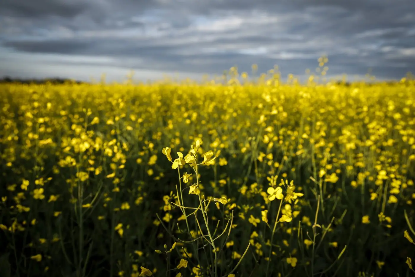 The Impact of China-Canada Canola Trade Tariffs