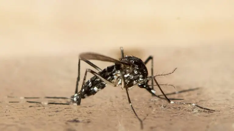 china-chikungunya-virus-112.jpeg