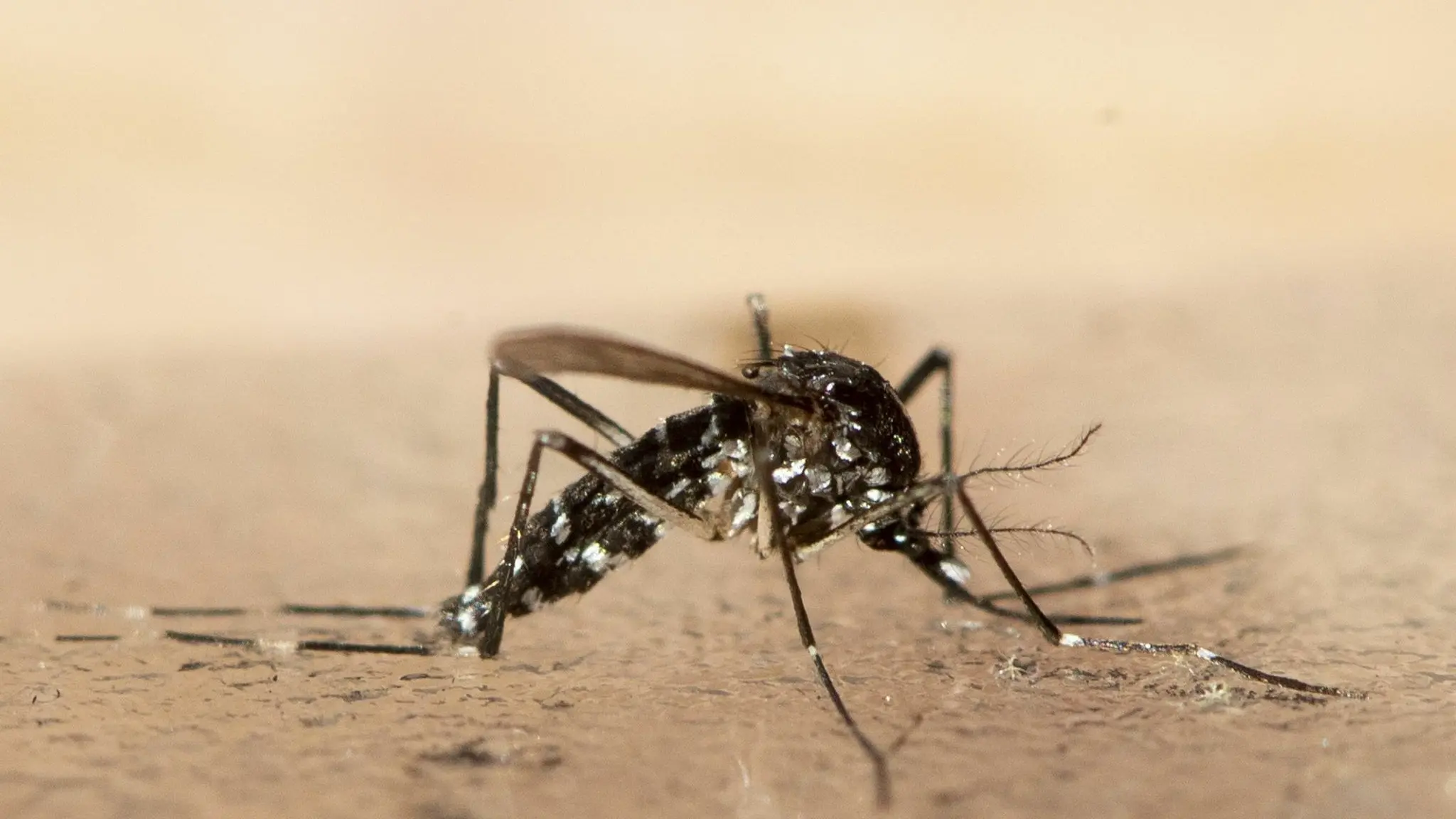 Chikungunya Virus Outbreak in China: What You Need to Know