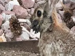 colorado-rabbits-tentacles-3.jpeg