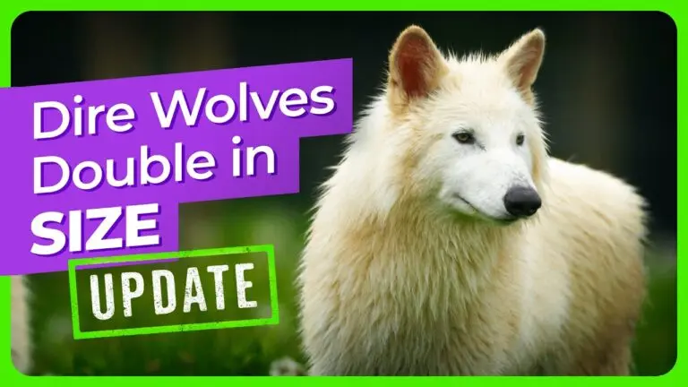 dire-wolf-34.jpeg