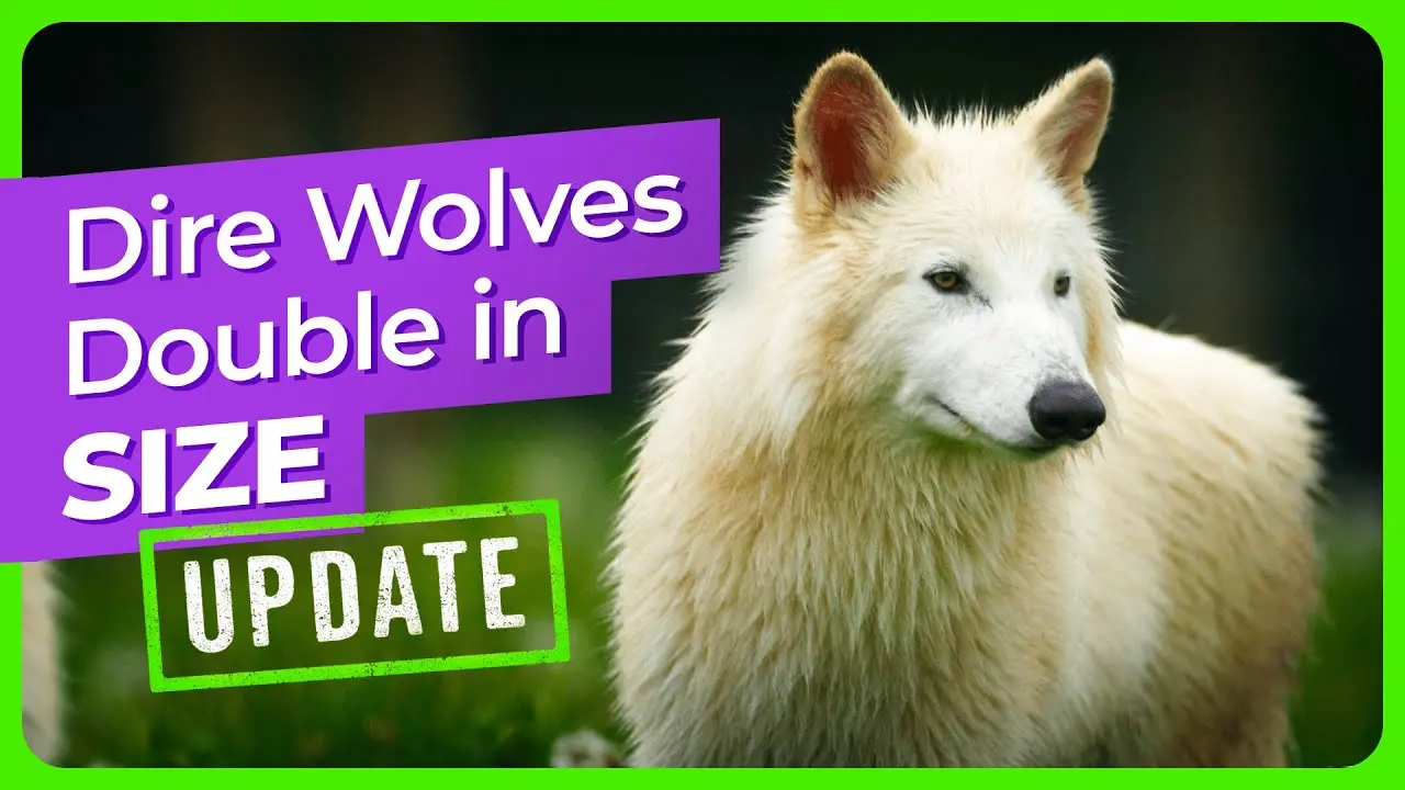 The Dire Wolf: Understanding This Ancient Predator
