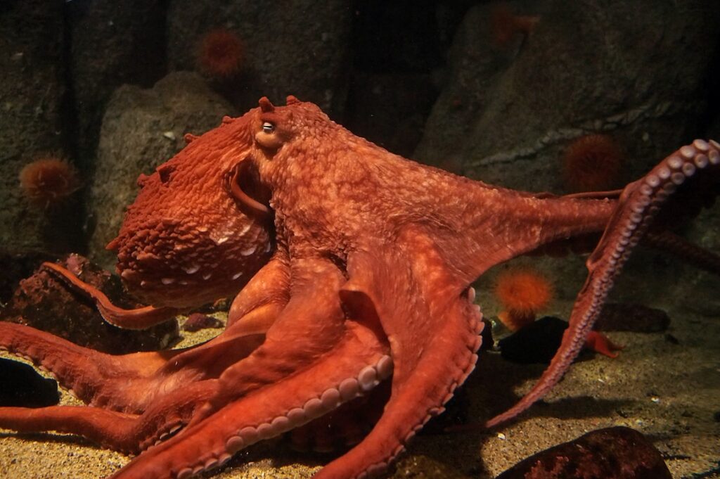 giant-pacific-octopus-60.jpeg
