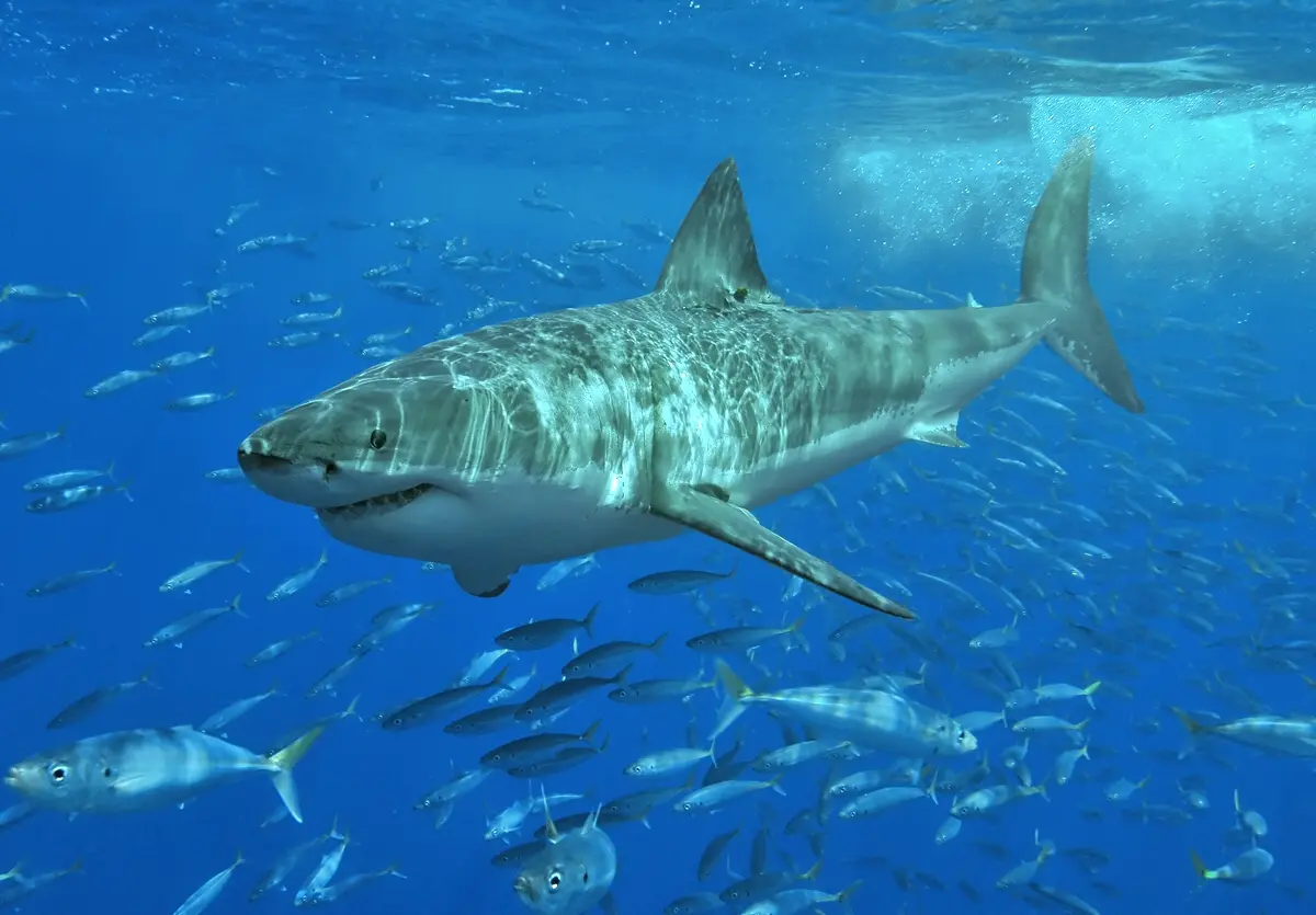 Le Grand Requin Blanc : Gardien des Océans