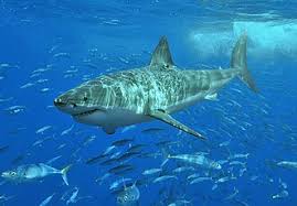 grand-requin-blanc-42.jpeg