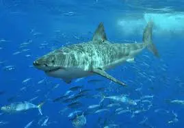 great-white-shark-244.jpeg