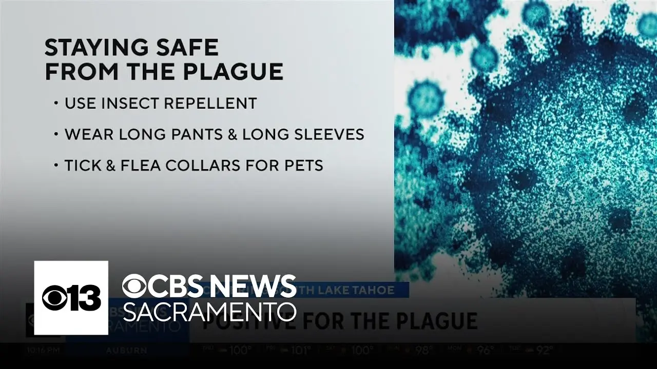 Understanding the Recent Plague Cases in California image 1
