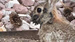 rabbits-with-tentacles-191.jpeg