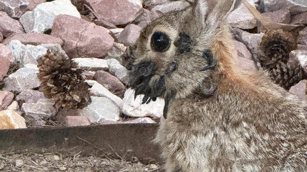 rabbits-with-tentacles-79.jpeg